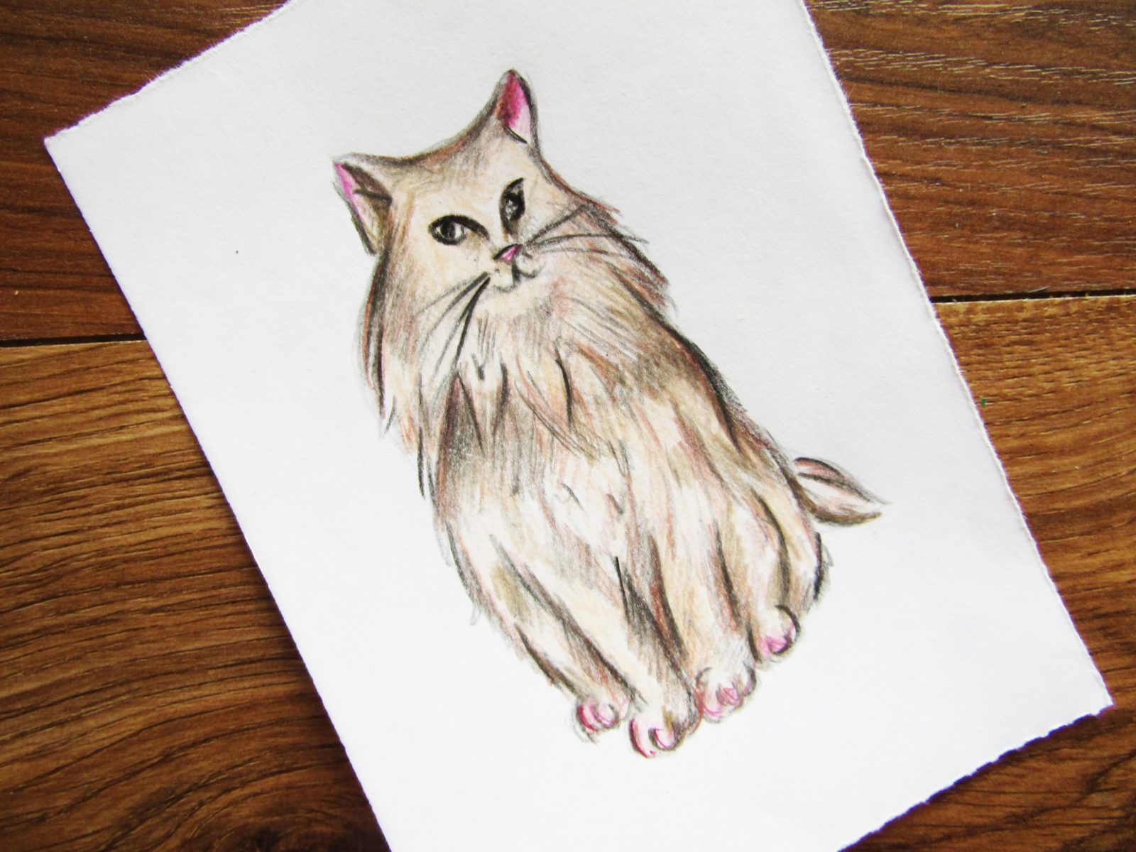 Как нарисовать кошку породы Мейн-кун